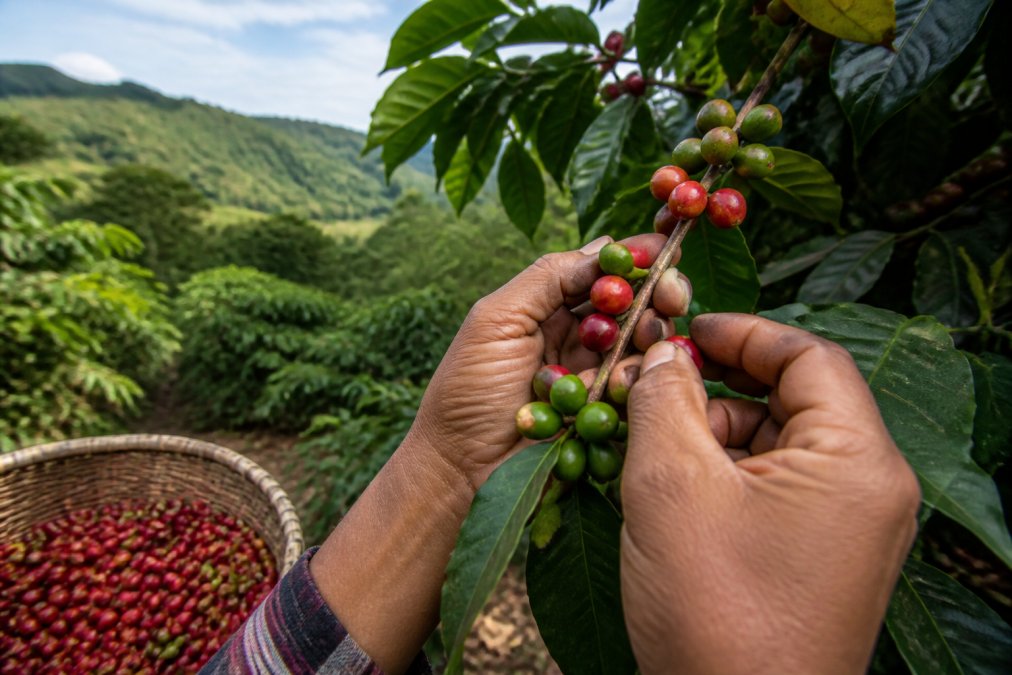 How to Identify Ethically Sourced Coffee Beans